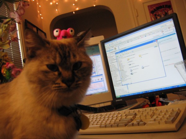 new_cat 001.jpg