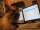new_cat 001.jpg