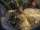 new_cat 008.jpg