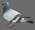 pigeonWIP07wireframe.jpg